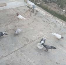 7کبوتر قشنگ