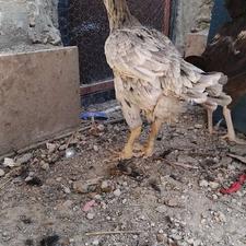مرغ لاری عطیقه