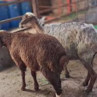 گوسفندمادروبره نرمادرابستن
