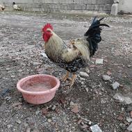 خروس محلی بالغ