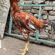 خروس لاری طلایی