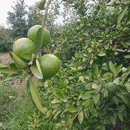 نارنگی سر درختی