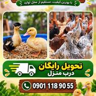 اردک درشت ورامینی نژاد پنگوئنی پا کلفت