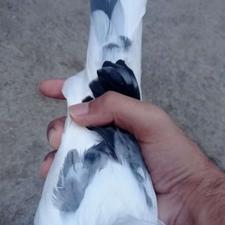 کبوتر ماده گمشده