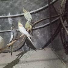 عروس هلندی بالغ