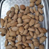 بدام و انگور صاحبی