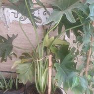 گیاه برگ انجیری
