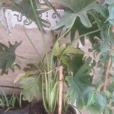 گیاه برگ انجیری