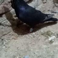 سوسکی سیاه نر