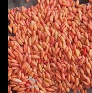 بزر گندم بوجاری شده