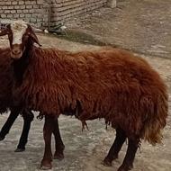 گوسفند نر افشاری درجه یک میزان آس کاته حرفی توش نیست
