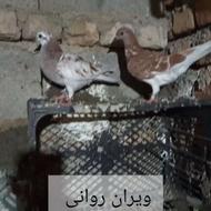 کبوتر پرشی روانی