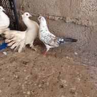 کبوتر پرشی و دم چتری پاپر بلند