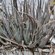 گیاه آلوئه ورا