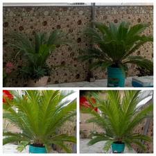 فروش گل سیکاس