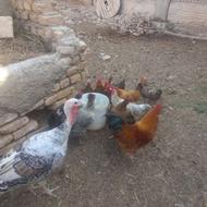 تعدادی مرغ تخم گذار و خروس.همگی جوان. با یک بوقلمون