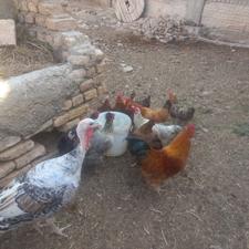تعدادی مرغ تخم گذار و خروس.همگی جوان. با یک بوقلمون