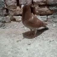 سه تاکفترسالم