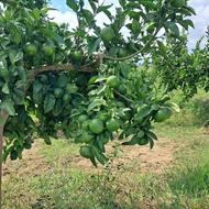 فروش نارنگی ژاپنی