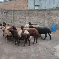 گوسفندان ابستن