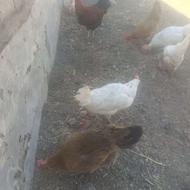 مرغ تخم گذار مناسب پرورش