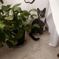 بچه گربه روسین با شناسنامه