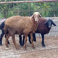 گوسفند بره نر پای پرواری