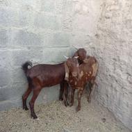 یک عدد بز ودو عدد گتاج