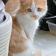 واگذاری گربه خانگی dsh