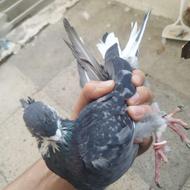 کفتر پرشی ...