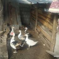 تعداد 4اردک اسرائیلی نر وماده