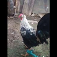 خروس و منیاتور