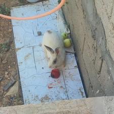 خرگوش نر...