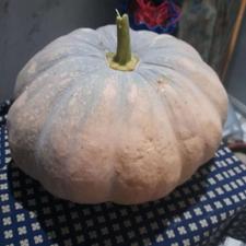کدو تازه چین شیرین و خوشمزه