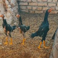 جوجه لاری اوشامو مرغ و خروس