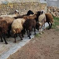 12راس میش آبستن و قوچ خورده
