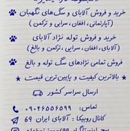 درخواست واگذاری سگ در گلستان