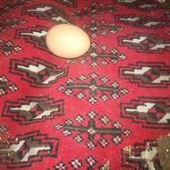 مرغ تخمی گذار جوان