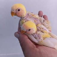دوعدد چوجه سرلاکی کوتله