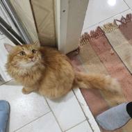 مژدگانی برای گربه گم شده