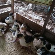 فروش نیمچه اردک اسراییلی اصل