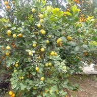 نهال برای فروش دارم