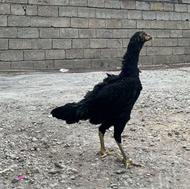جوجه مرغ لاری