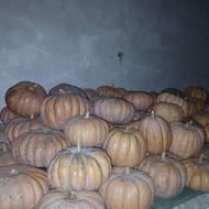 کدو رشتی درجه یک به این شماره زنگ بزنید09352514717یاعلی