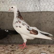 کبوتر پرشی