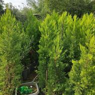 کاج لاوسون 2متری کاج طلایی