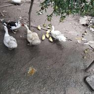 جوجه اردک اسراییلی