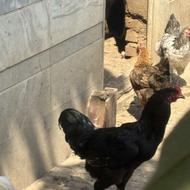 فروش دو عدد خروس سفید و مشکی پارساله