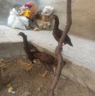 مرغ و خروس لاری