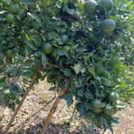 نارنگی ژاپنی